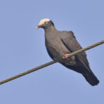 White-crowned Pigeon (image by Tony Mills)