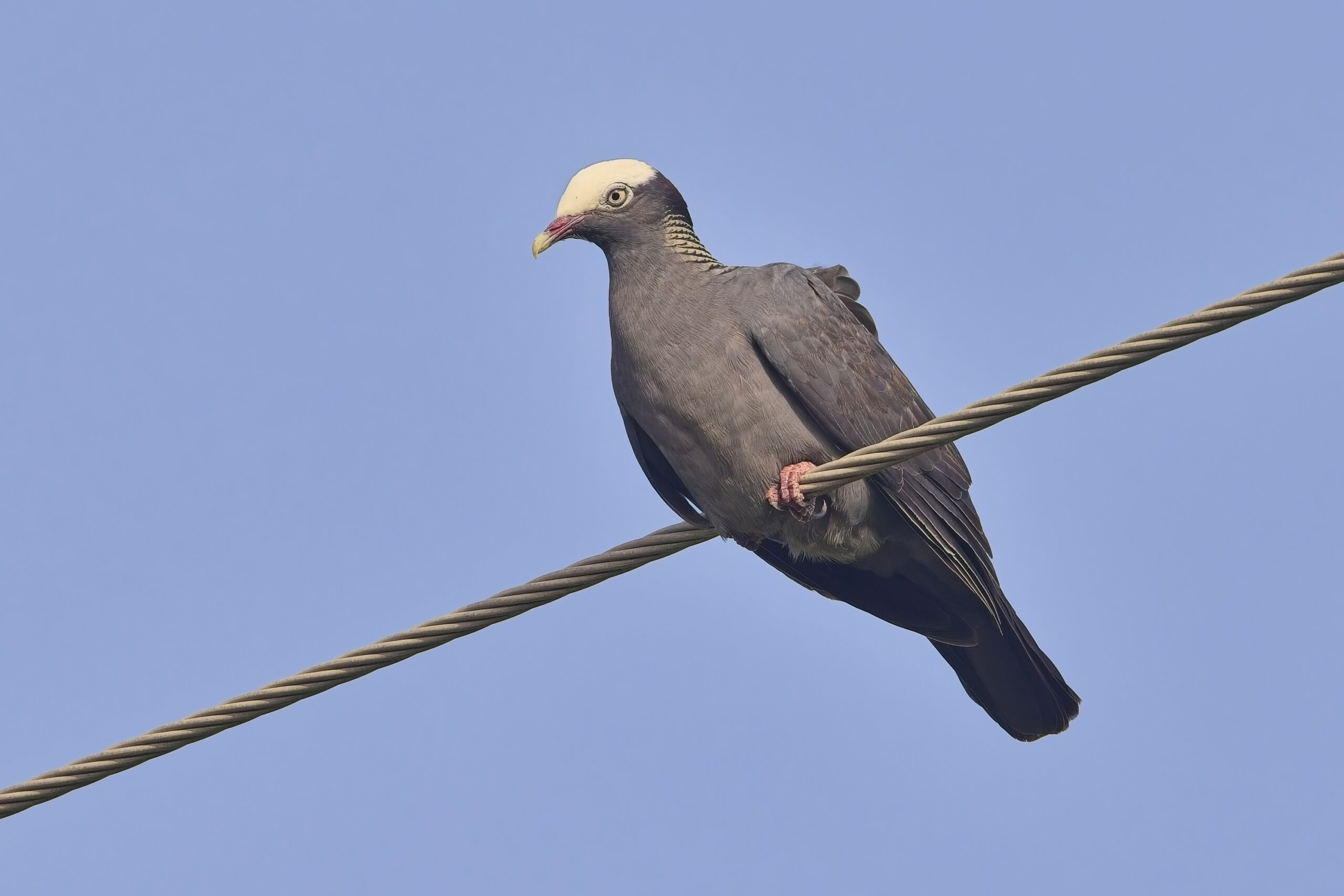 White-crowned Pigeon (image by Tony Mills)