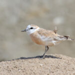 White-fronted Plover (image by Janos Olah)