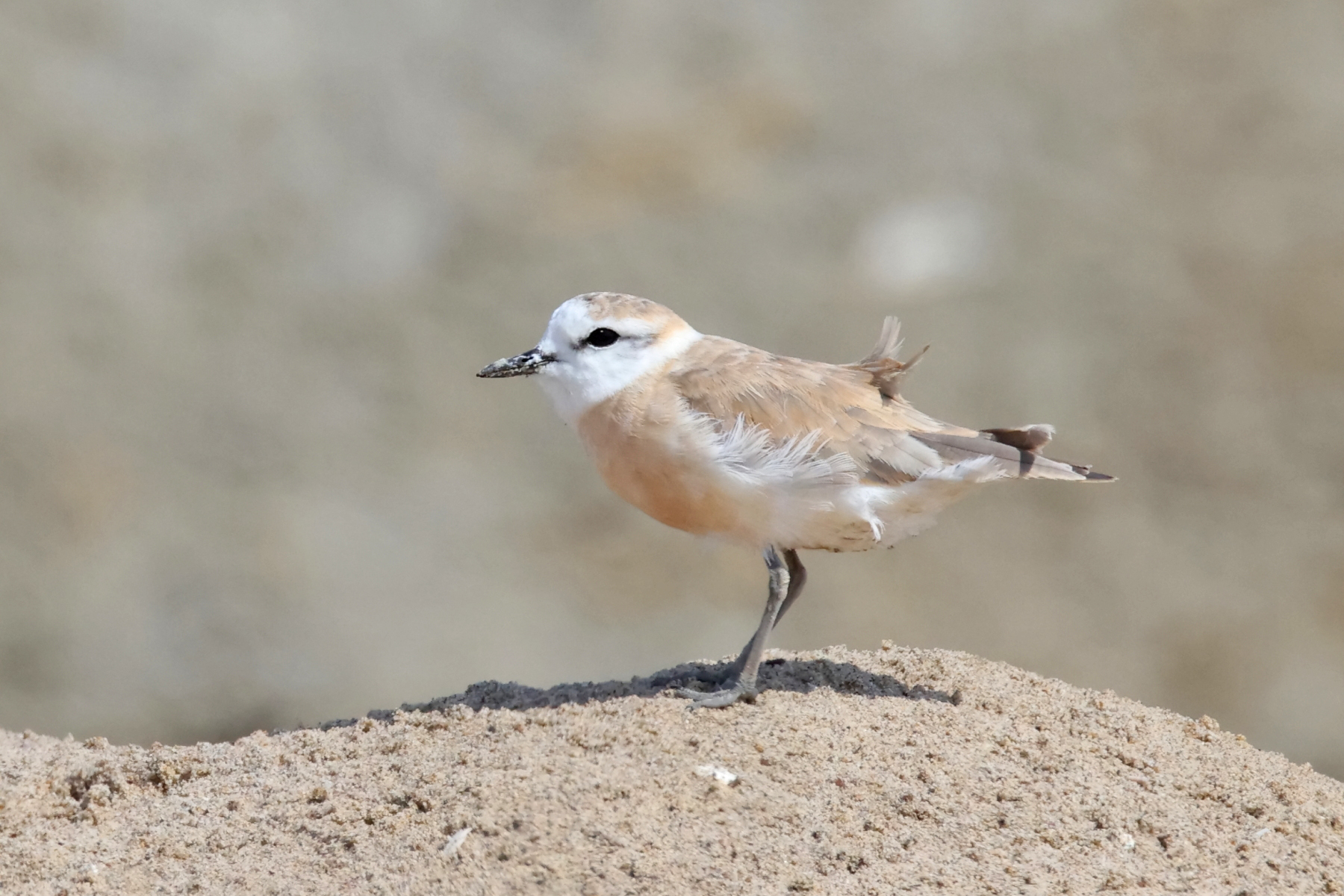 White-fronted Plover (image by Janos Olah)