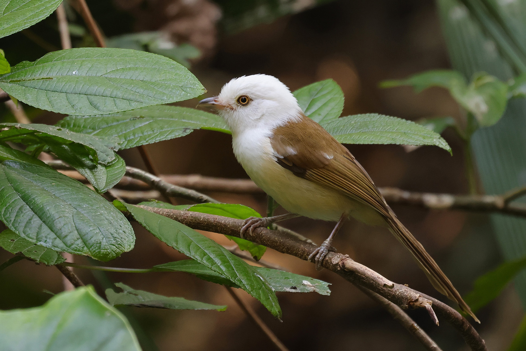 White-hooded Babbler (image by Hannu Jännes)