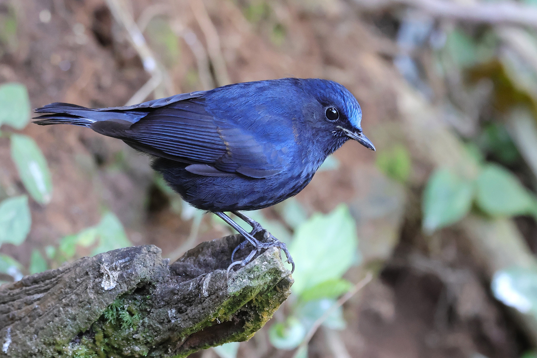 White-tailed Robin (image by Hannu Jännes)