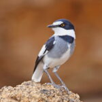 White-tailed Shrike (image by Janos Olah)
