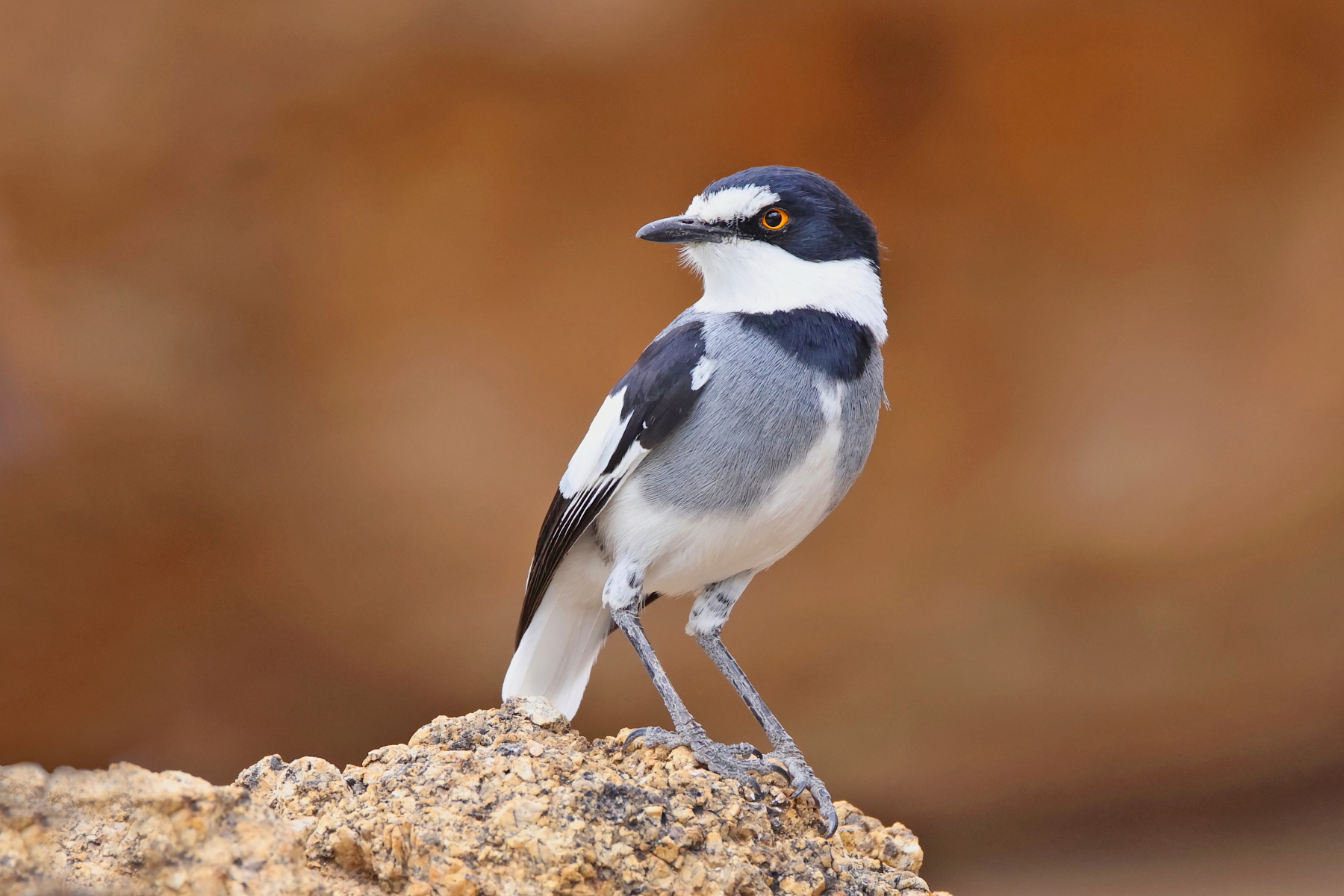White-tailed Shrike (image by Janos Olah)
