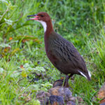 White-throated Rail (image by Nik Borrow)