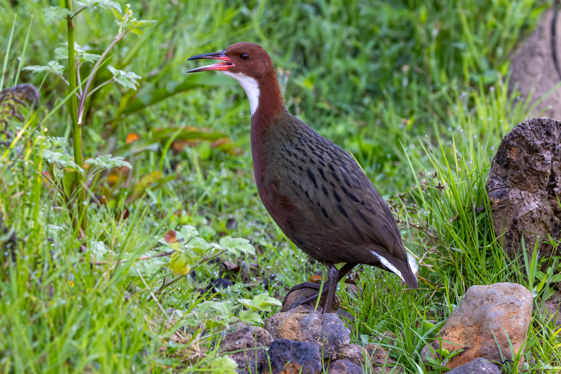 White-throated Rail (image by Nik Borrow)