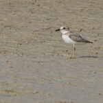 Wilson's Plover (image by Tony Mills)