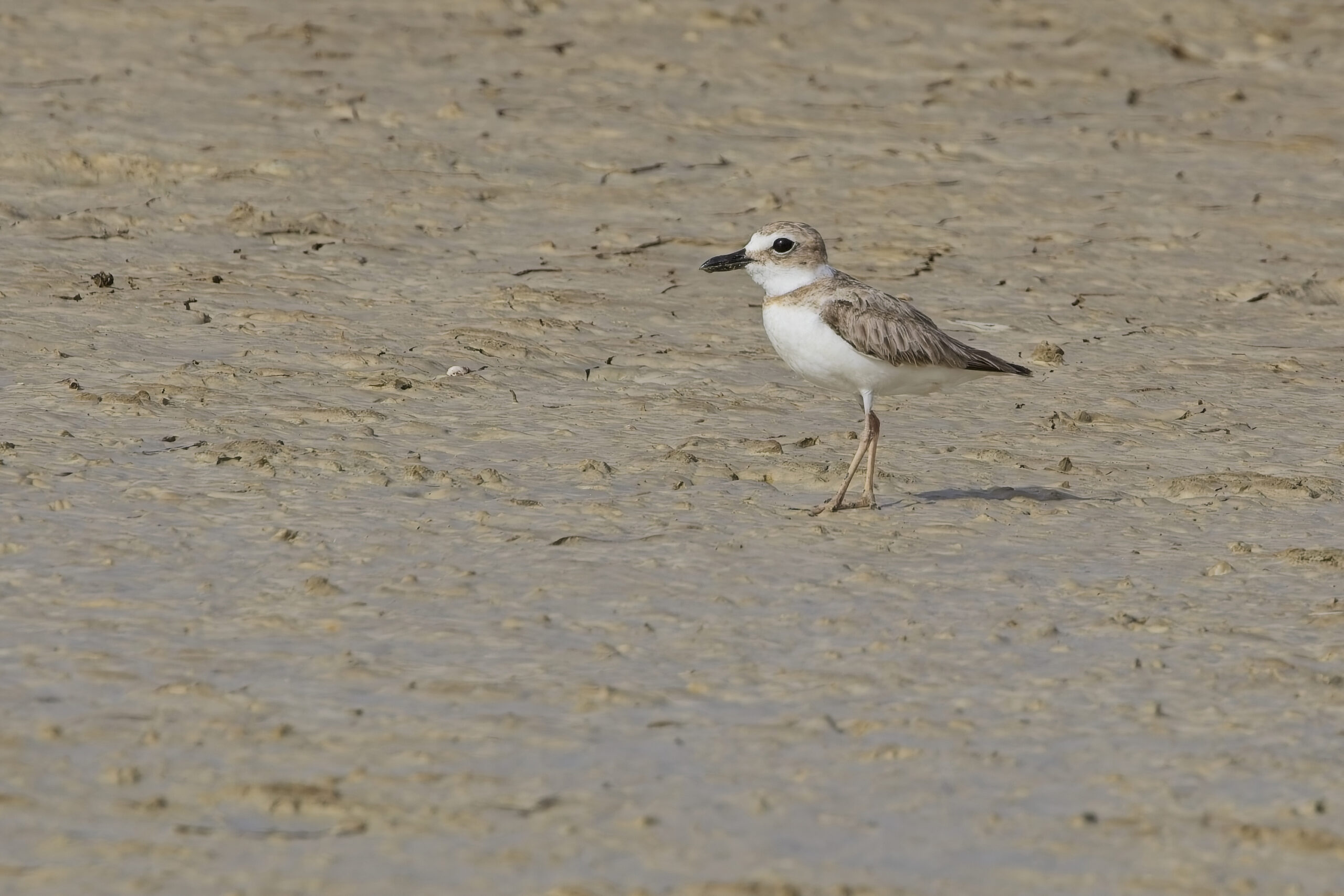 Wilson's Plover (image by Tony Mills)