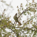 Yellow-bellied Elaenia (image by Diedert Koppenol)