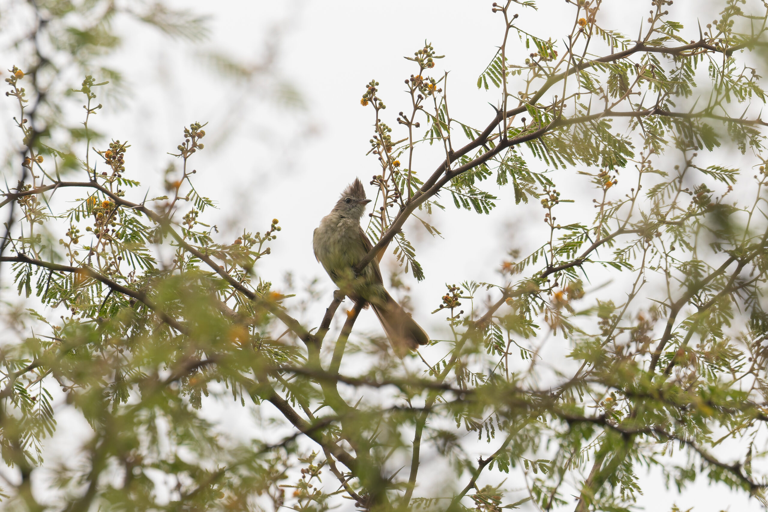 Yellow-bellied Elaenia (image by Diedert Koppenol)