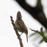Yellow-bellied Elaenia (image by Diedert Koppenol)