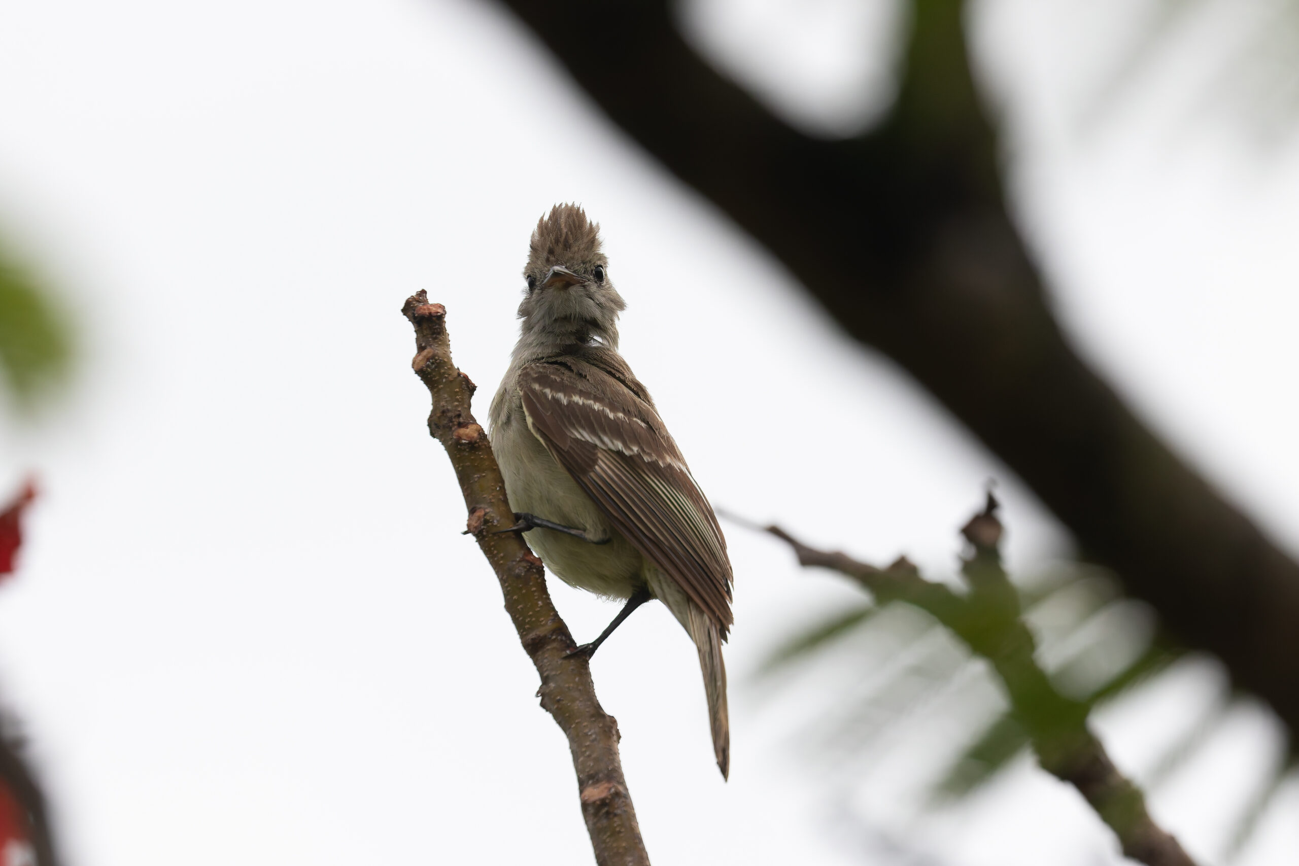 Yellow-bellied Elaenia (image by Diedert Koppenol)