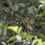 Yellow-billed Kingfisher (image by Dáni Balla)