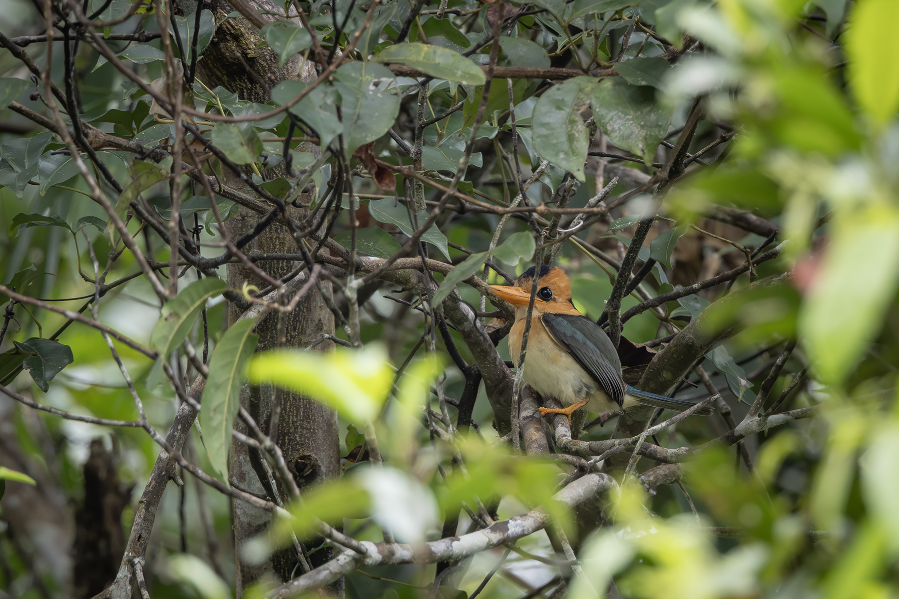 Yellow-billed Kingfisher (image by Dáni Balla)