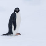 Adelie Penguin (image by Mike Watson)