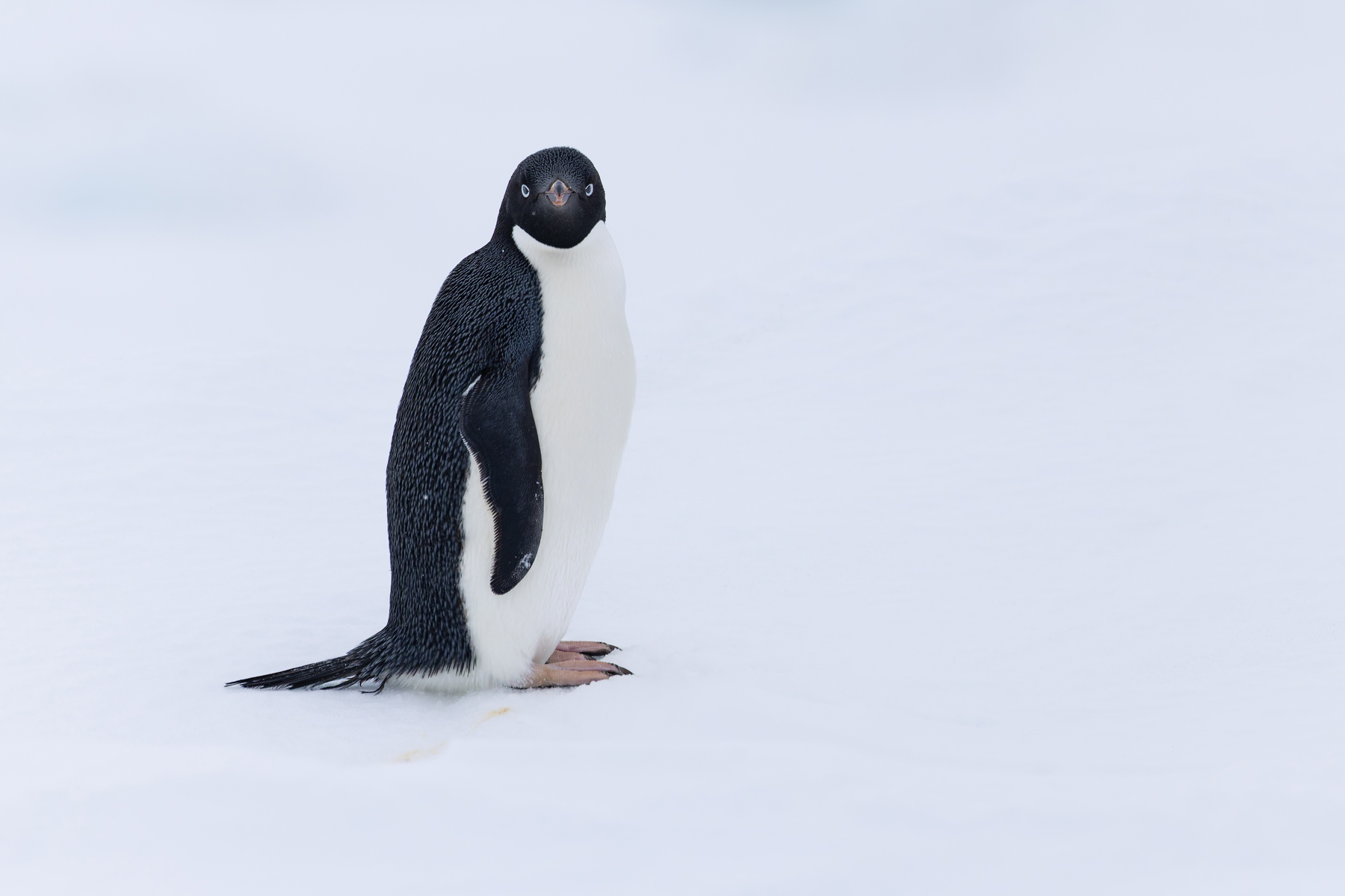 Adelie Penguin (image by Mike Watson)
