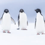 Adelie Penguins (image by Mike Watson)