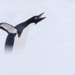 Adelie Penguin (image by Mike Watson)