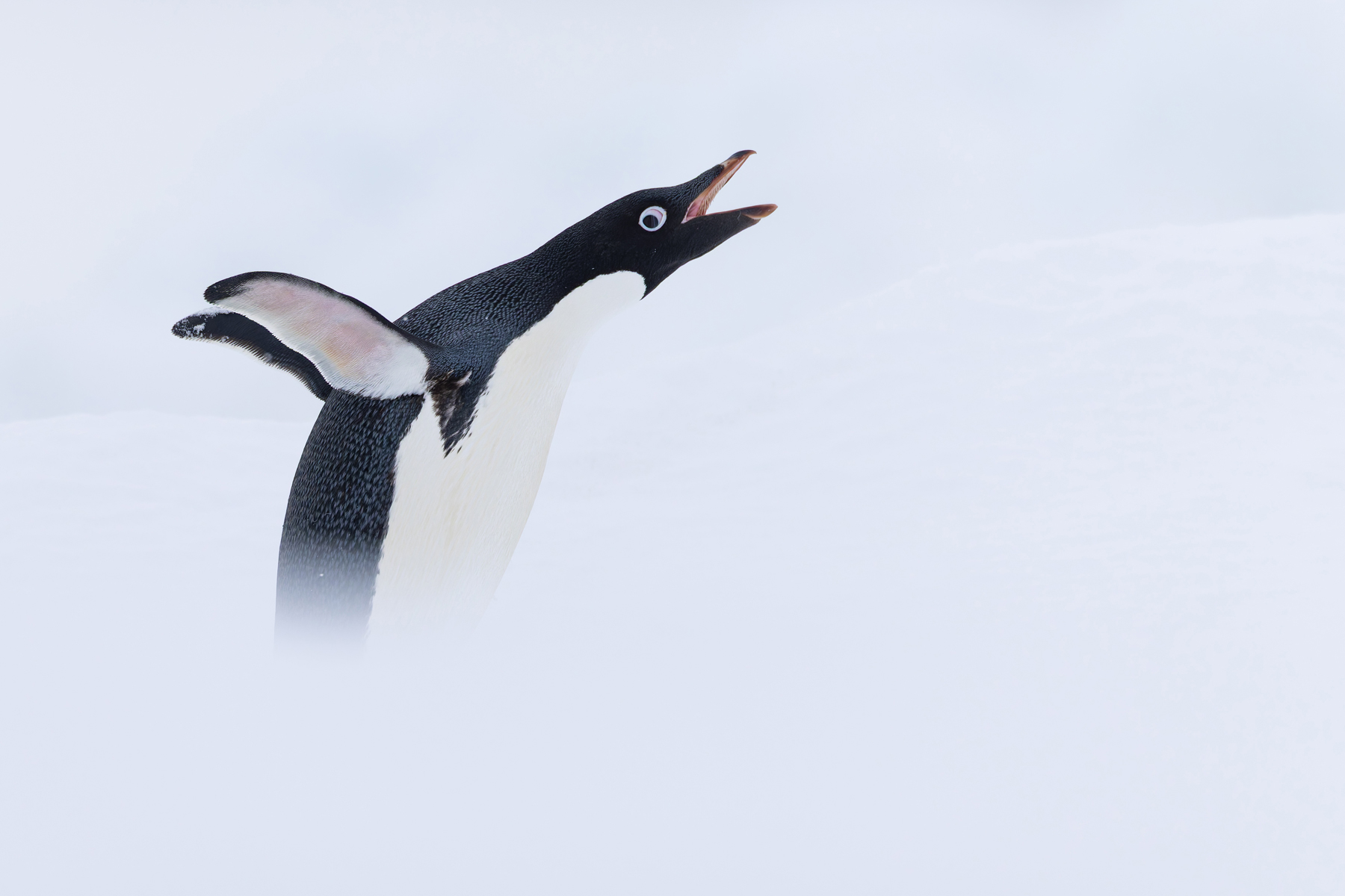Adelie Penguin (image by Mike Watson)