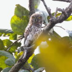 African Barred Owlet (image by Janos Olah)