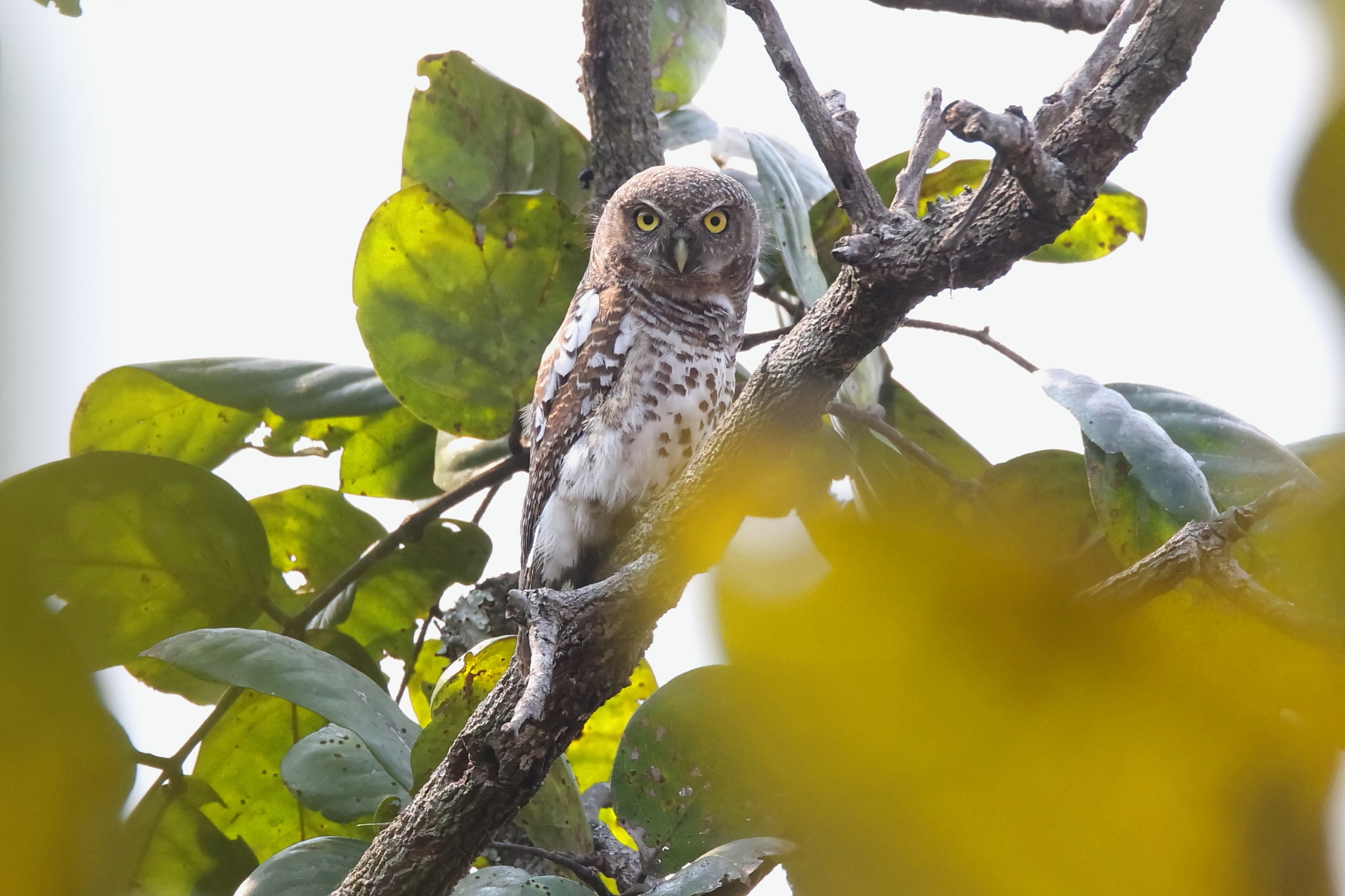African Barred Owlet (image by Janos Olah)