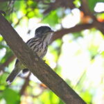 African Broadbill (image by Janos Olah)
