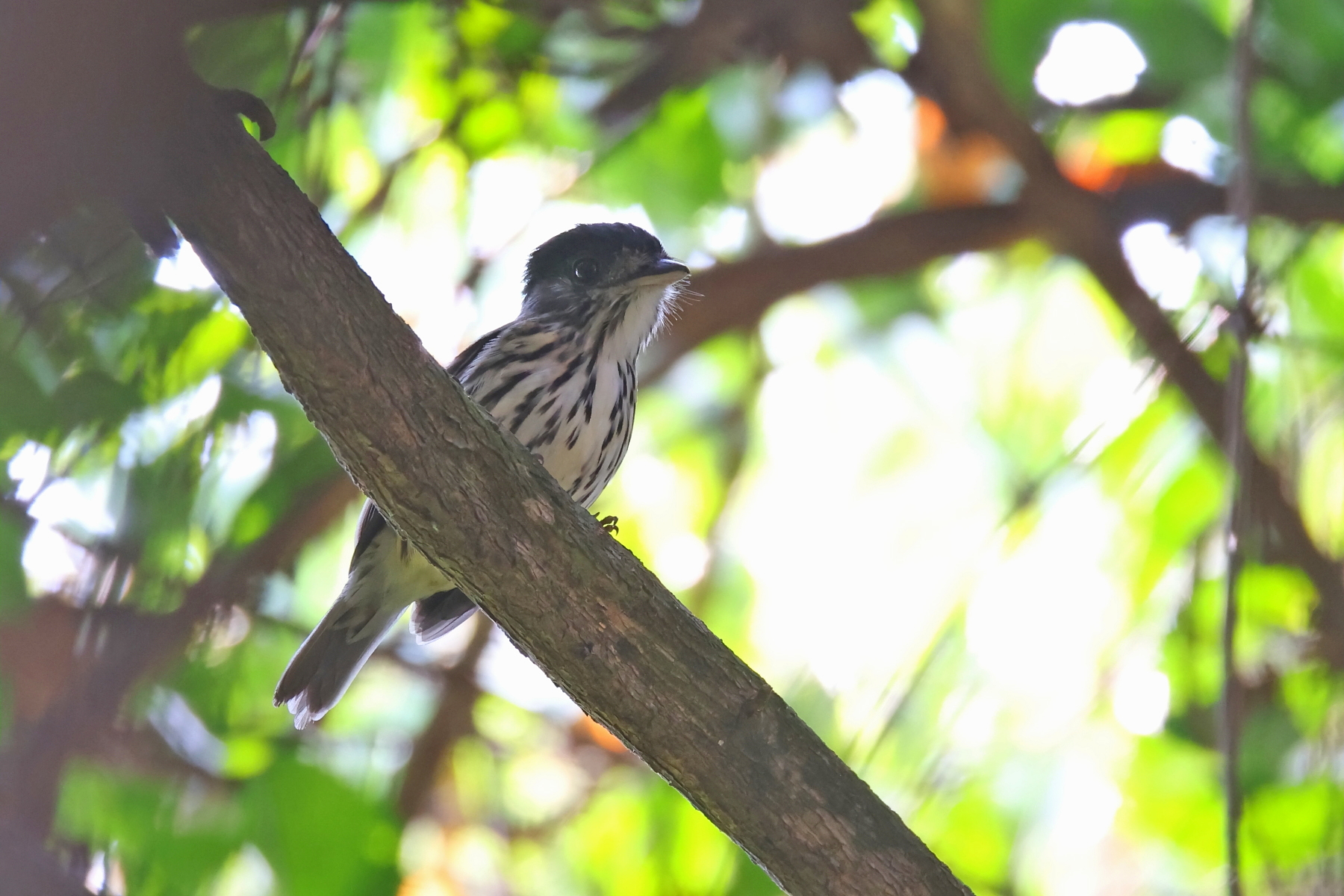 African Broadbill (image by Janos Olah)