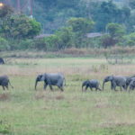 African Forest Elephants (image by Mark Van Beirs)