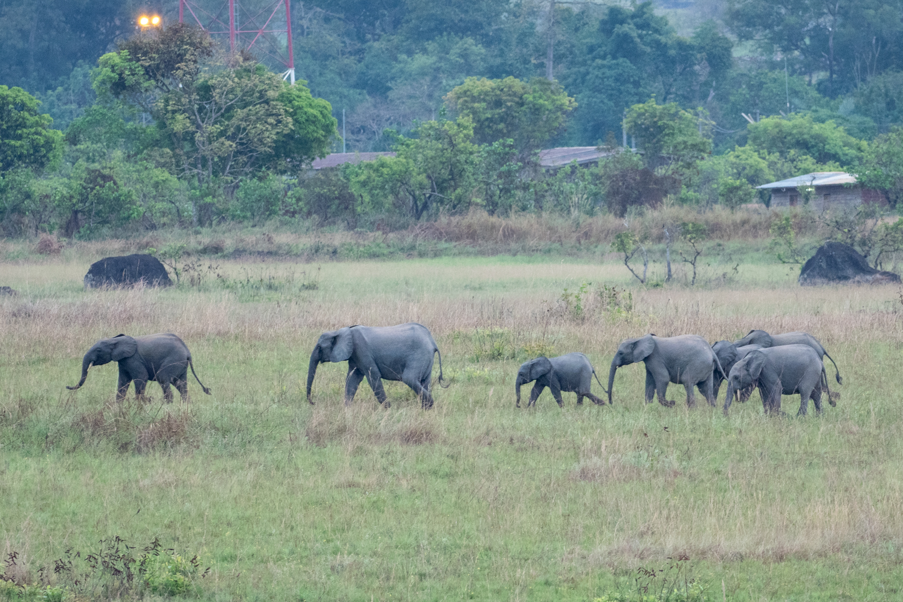 African Forest Elephants (image by Mark Van Beirs)