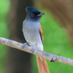 African Paradise Flycatcher (image by Hannu Jännes)