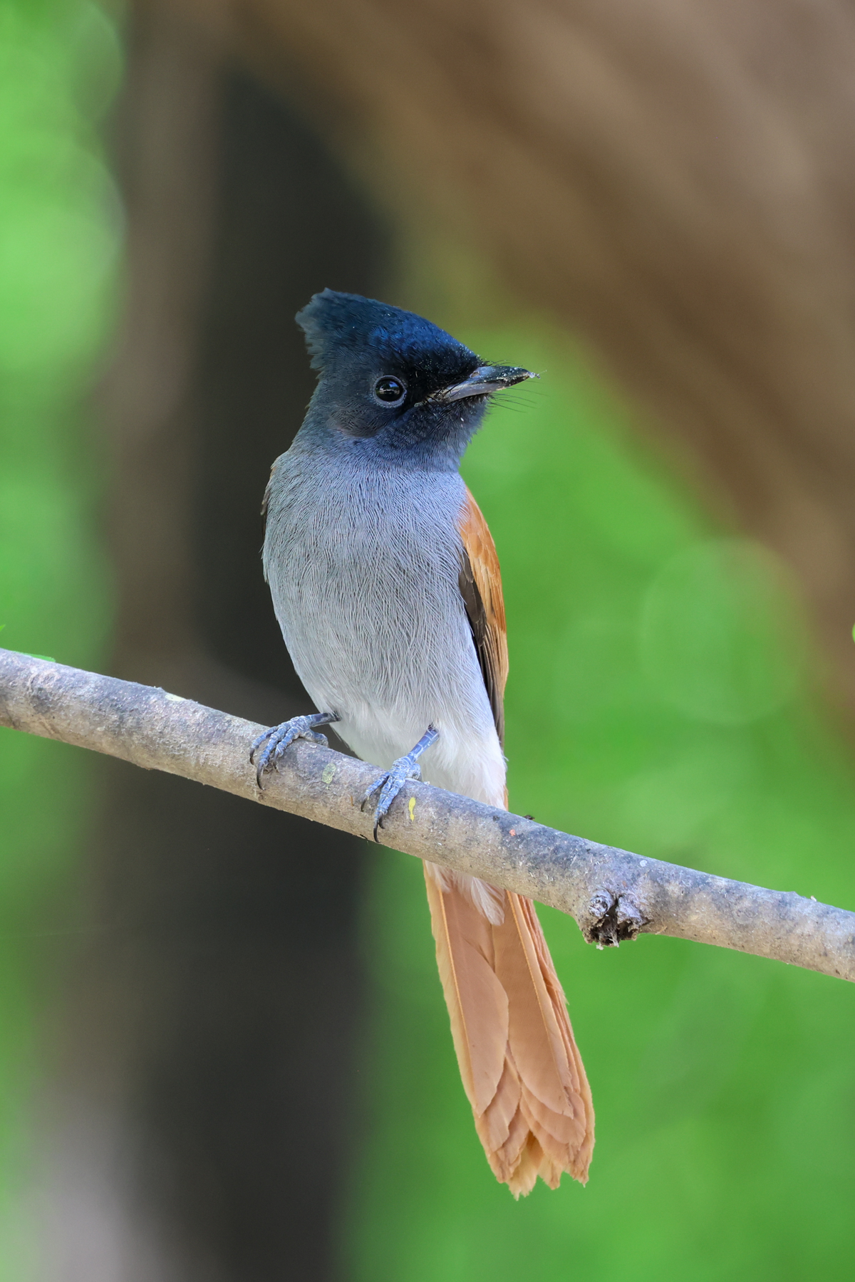 African Paradise Flycatcher (image by Hannu Jännes)