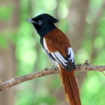 African Paradise Flycatcher (image by Hannu Jännes)