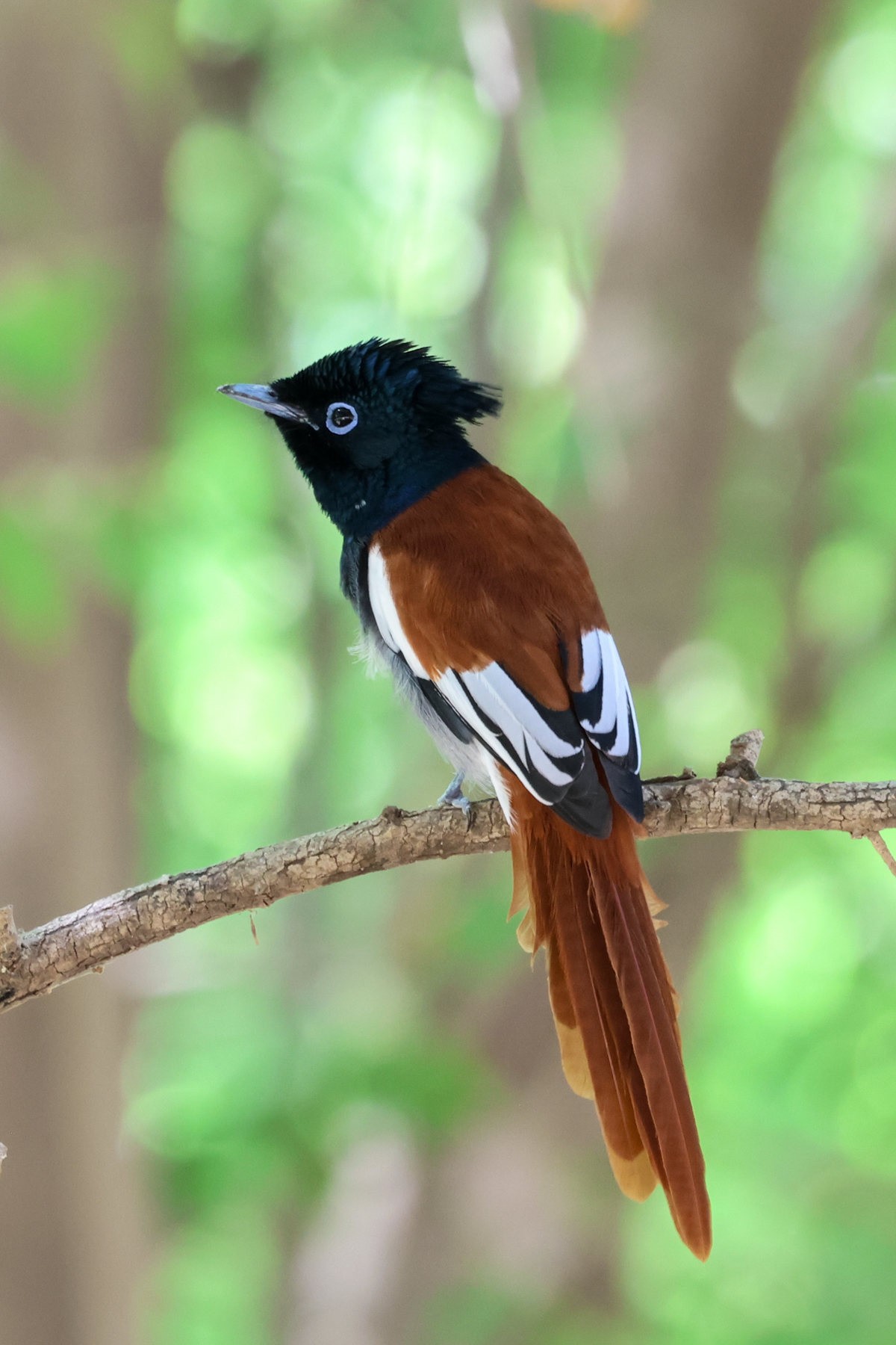 African Paradise Flycatcher (image by Hannu Jännes)