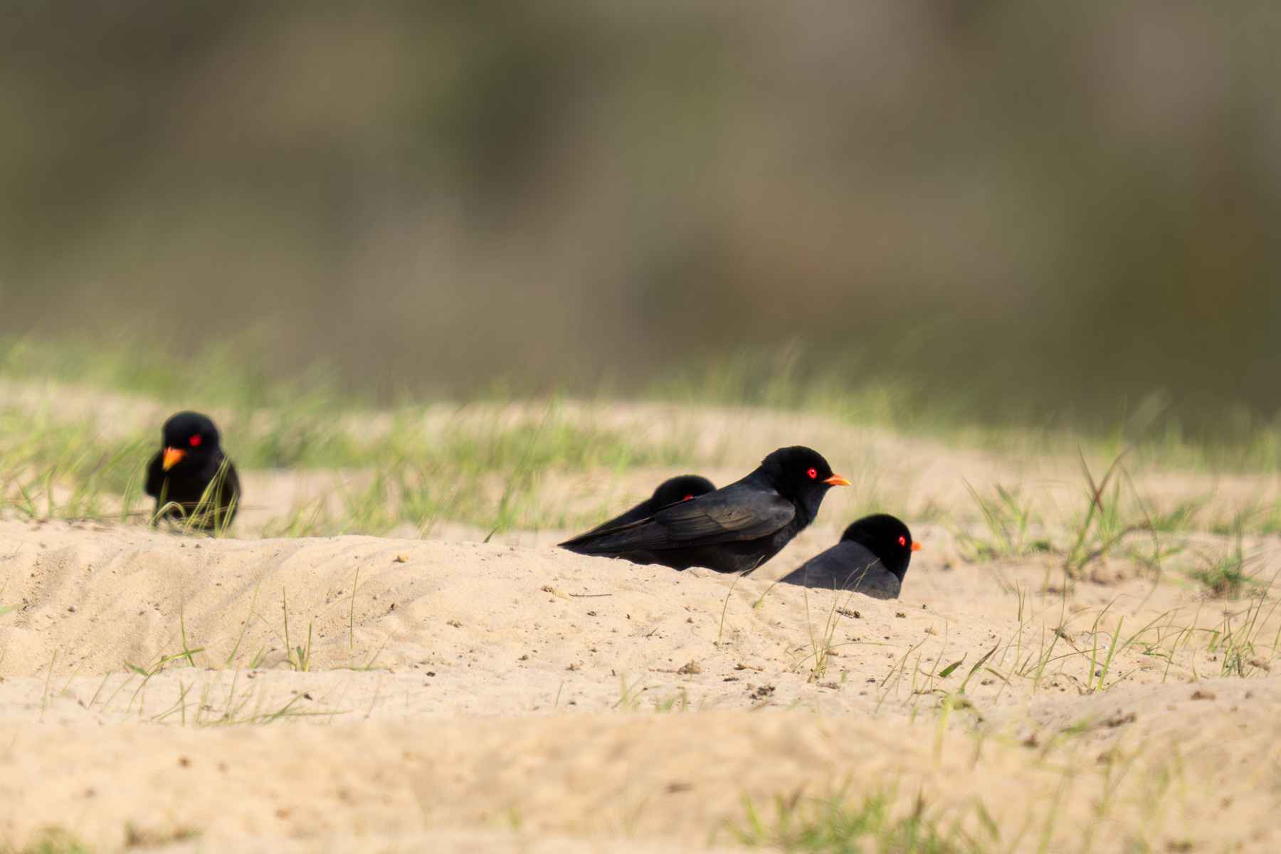 African River Martins (image by Tomas Carlberg)