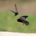 African River Martins (image by Tomas Carlberg)