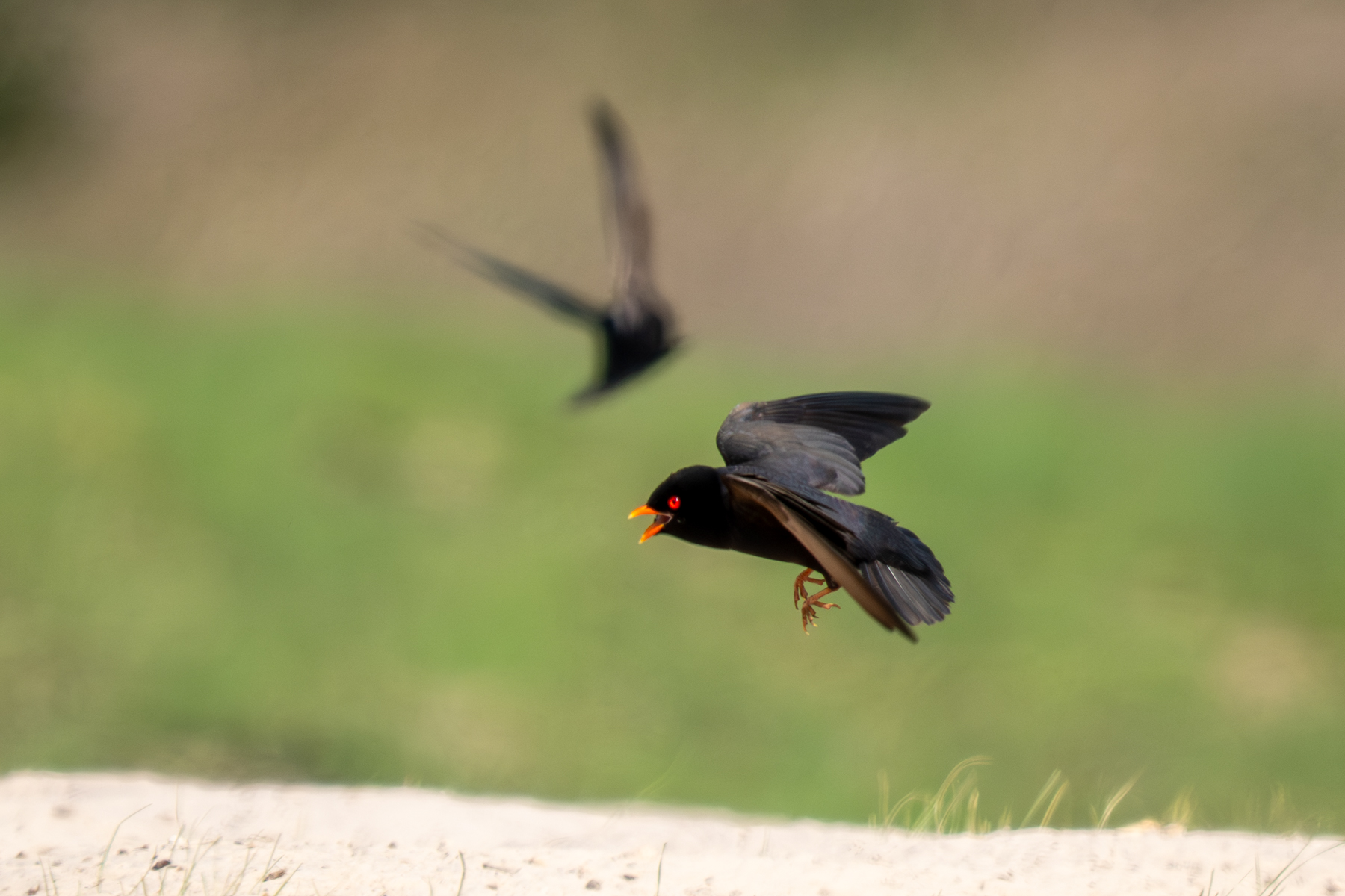 African River Martins (image by Tomas Carlberg)