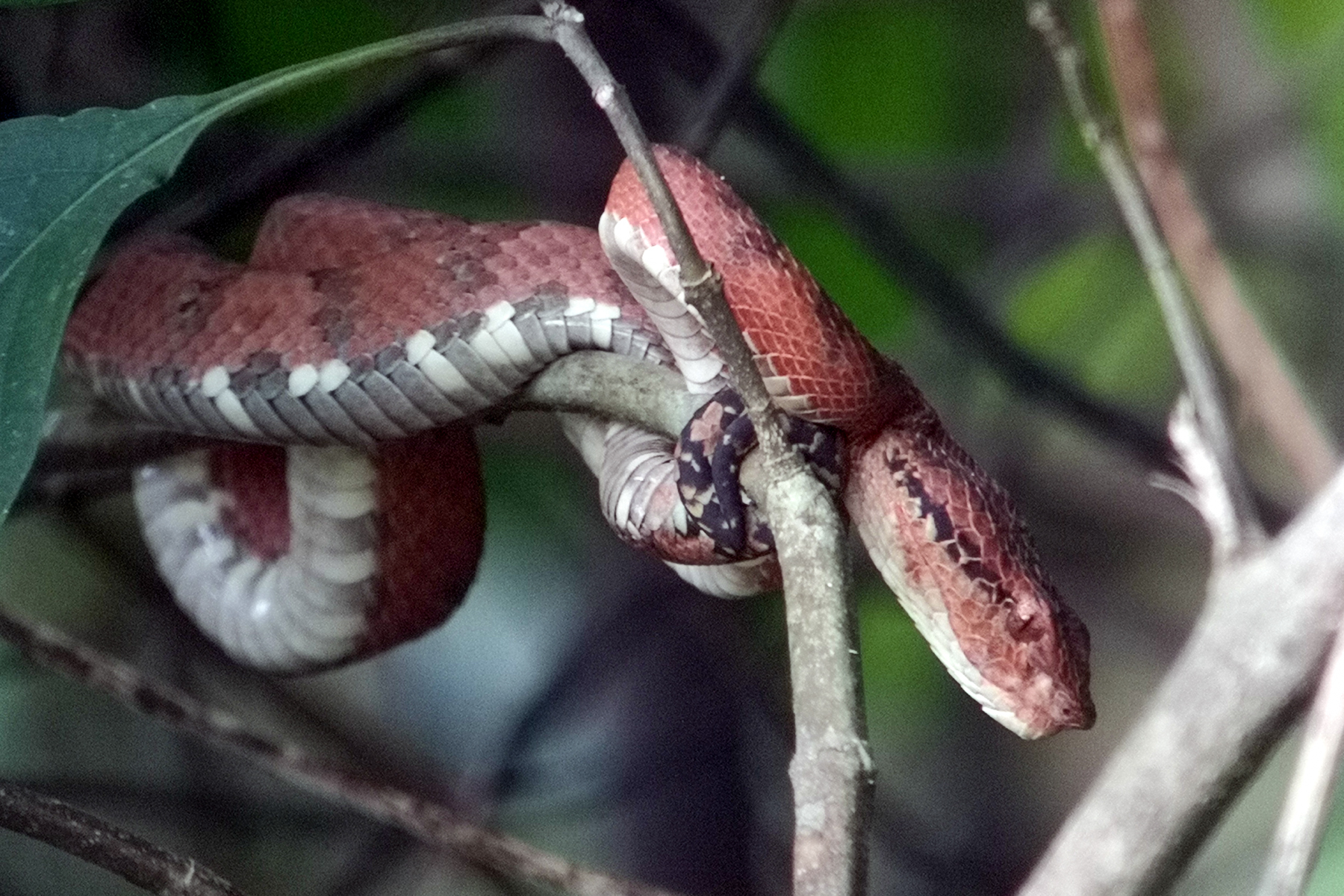 Anamallai Pit Viper (image by Dave Farrow)
