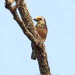 Anchieta's Barbet (image by Janos Olah)
