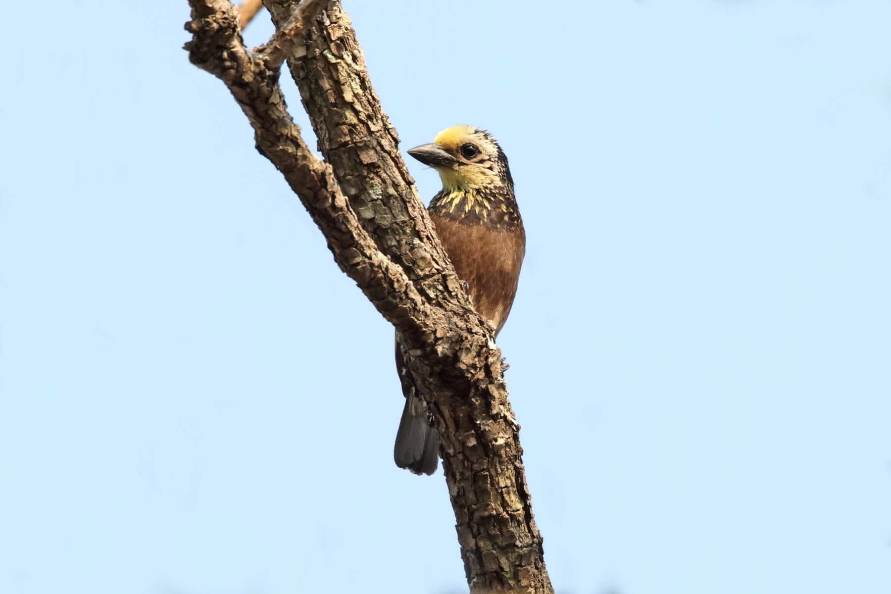 Anchieta's Barbet (image by Janos Olah)