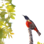 Anchieta's Sunbird (image by Janos Olah)
