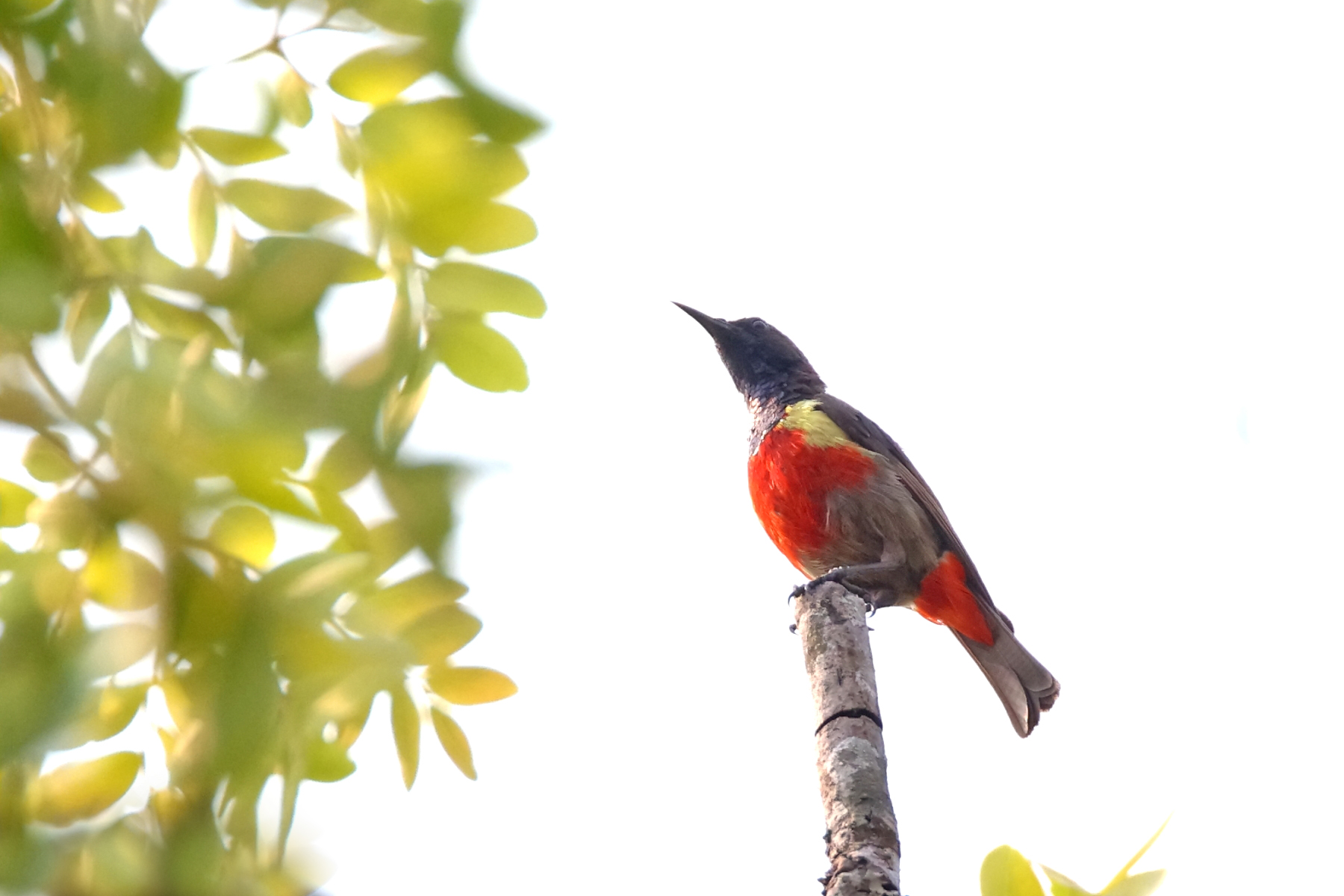 Anchieta's Sunbird (image by Janos Olah)