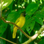 Andaman Bulbul (image by Dave Farrow)