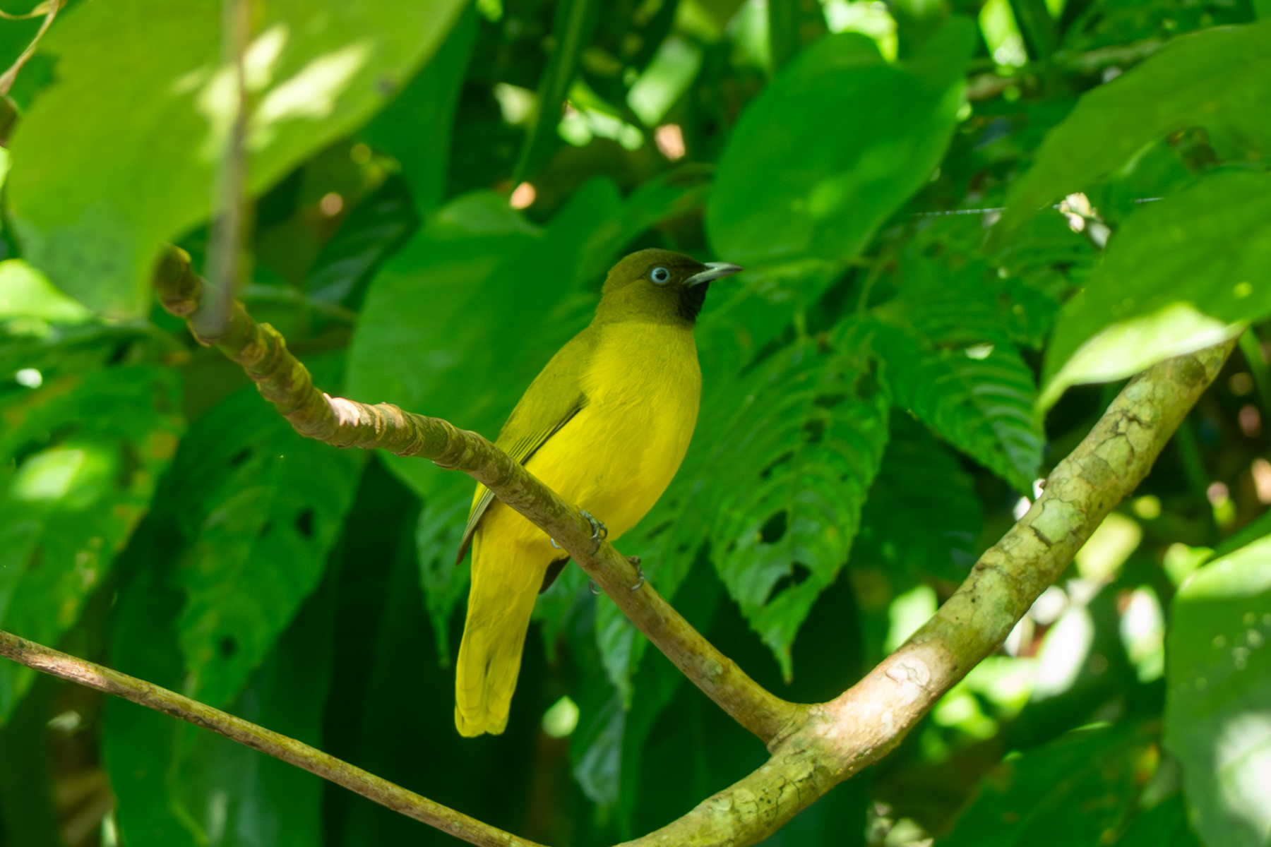 Andaman Bulbul (image by Dave Farrow)