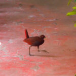Andaman Crake (image by Dave Farrow)