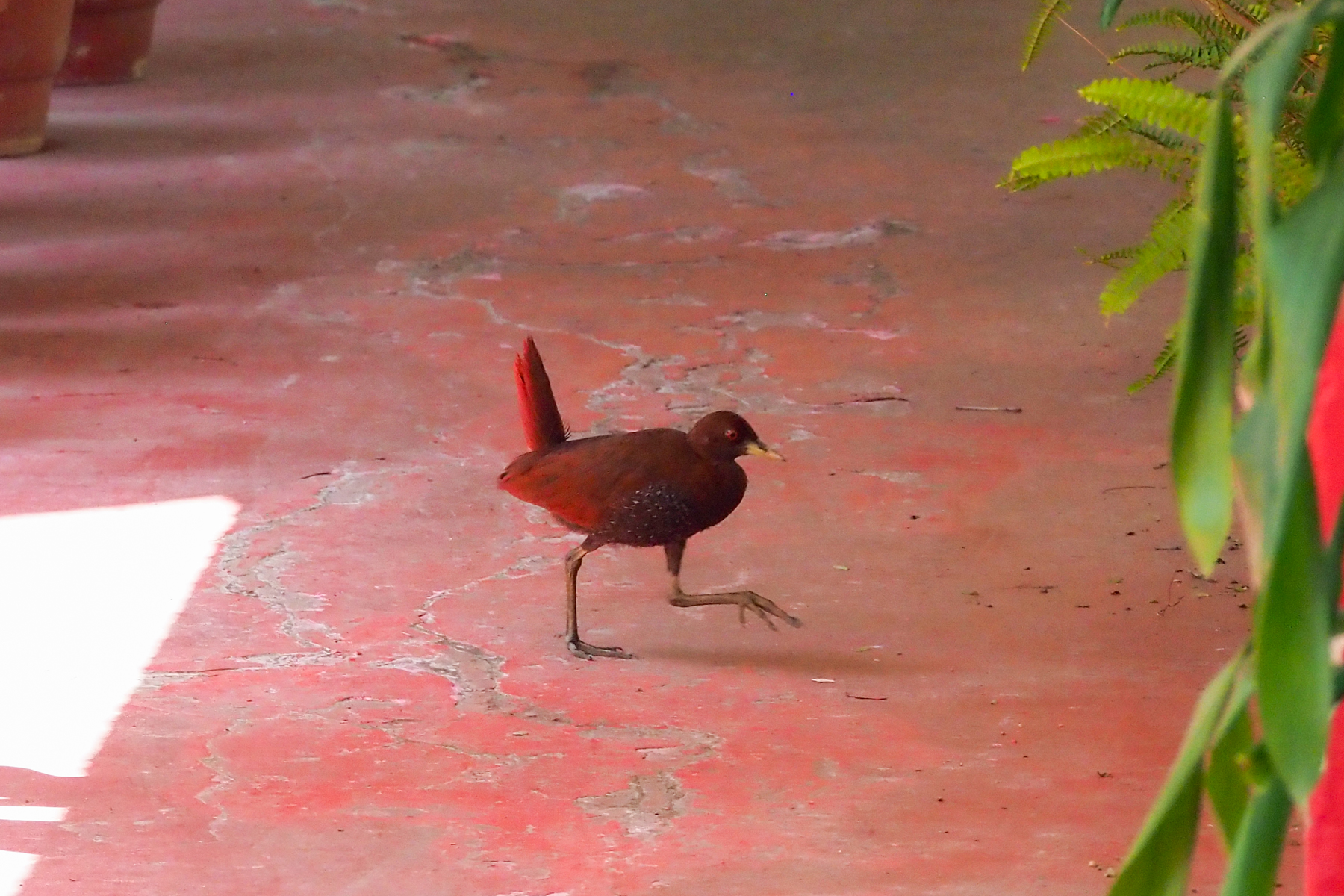 Andaman Crake (image by Dave Farrow)