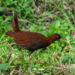Andaman Crake (image by Dave Farrow)