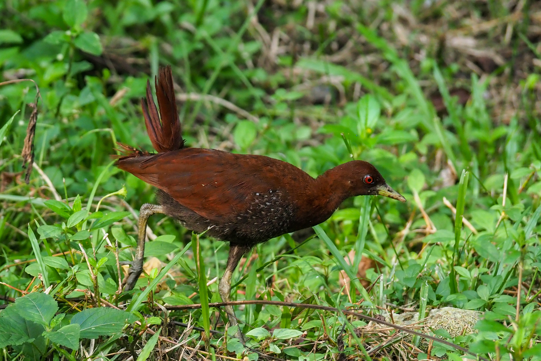 Andaman Crake (image by Dave Farrow)