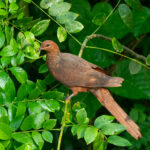 Andaman Cuckoo-Dove (image by Dave Farrow)