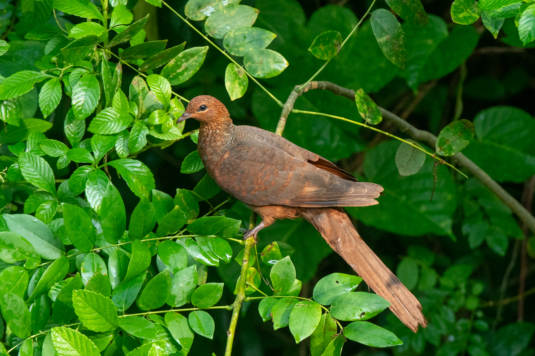 Andaman Cuckoo-Dove (image by Dave Farrow)