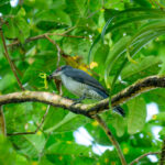 Andaman Cuckooshrike (image by Dave Farrow)
